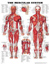 anatomical charts
